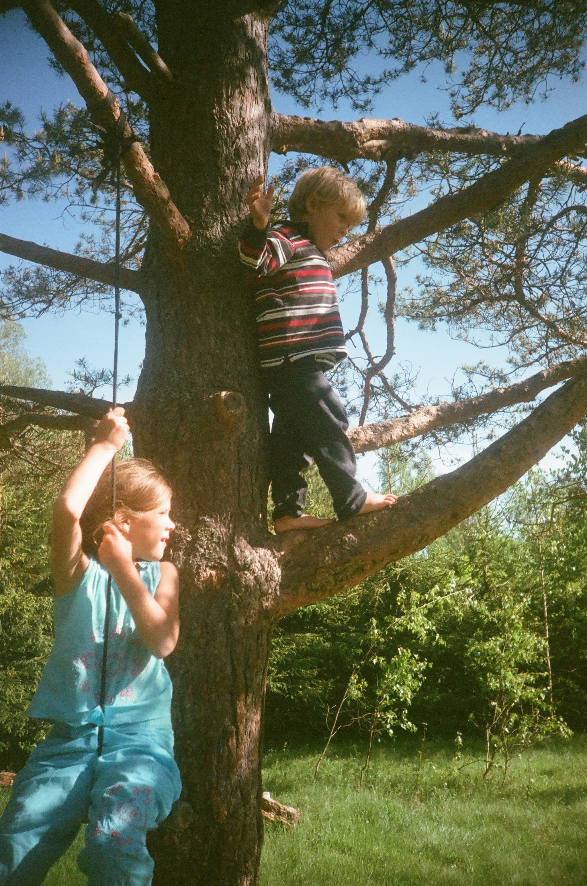 Children climbing trees and exploring nature in outdoor learning activities